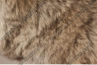 photo texture of fur 0017